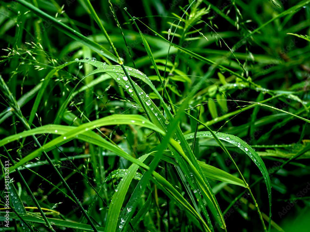 raindrops on green grass in the morning raindrops on green grass in the morning