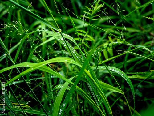 raindrops on green grass in the morning
