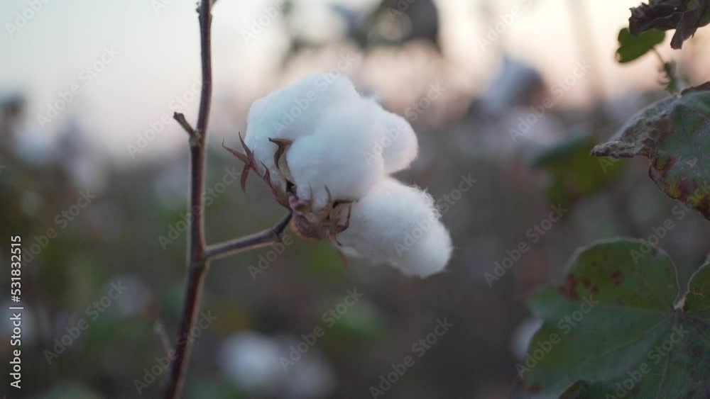 A branch of ripe cotton on a cotton field at sunset. Hand opens a cotton box A branch of ripe cotton on a cotton field at sunset. Hand opens a cotton box