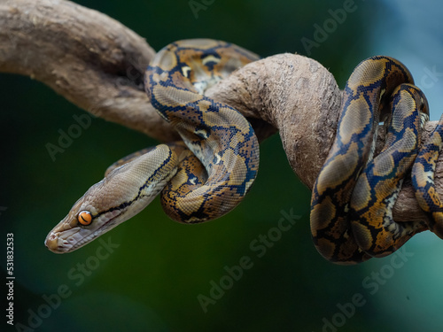Foto snake in the grass