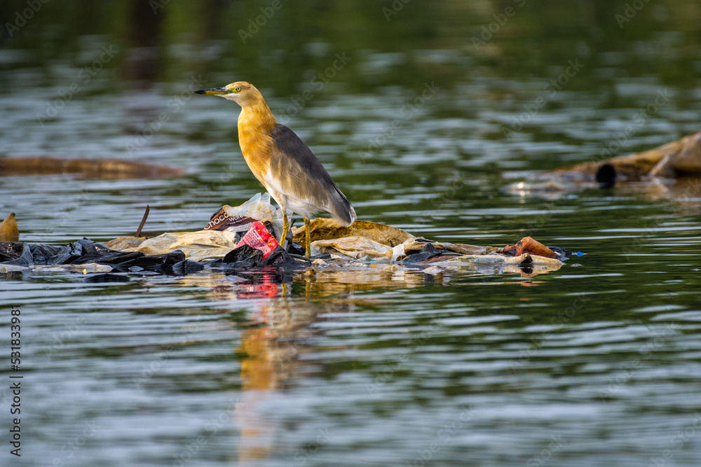 Heron Heron
