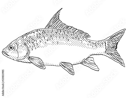Cartoon style line drawing of a quillback Carpiodes cyprinus or quillback carpsucker a freshwater fish endemic to North America with halftone dots shading on isolated background in black and white. photo
