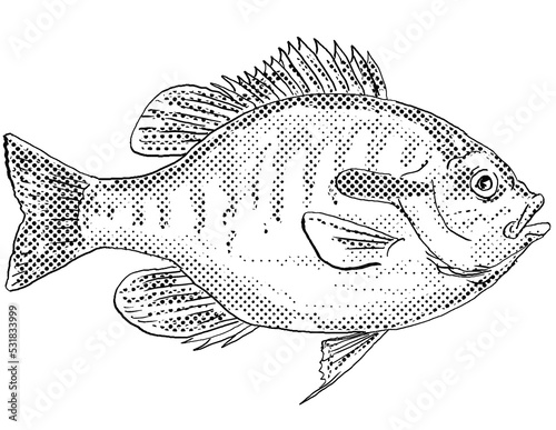 Photo Cartoon style line drawing of a Redbreast sunfish or Lepomis auritus a freshwater fish endemic to North America with halftone dots shading on isolated background in black and white