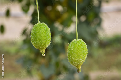 Fresh Green Spine Gourd or Kakrol or Ghee karola in garden photo