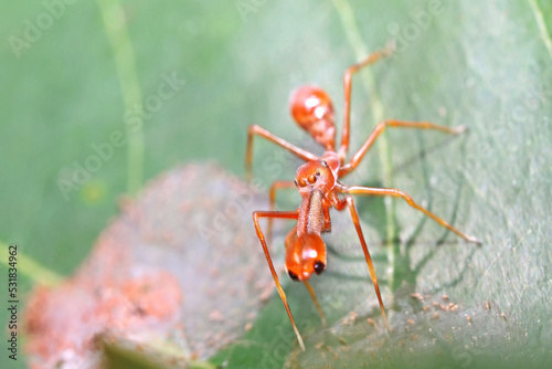 A mimic red ant spider leaf photo