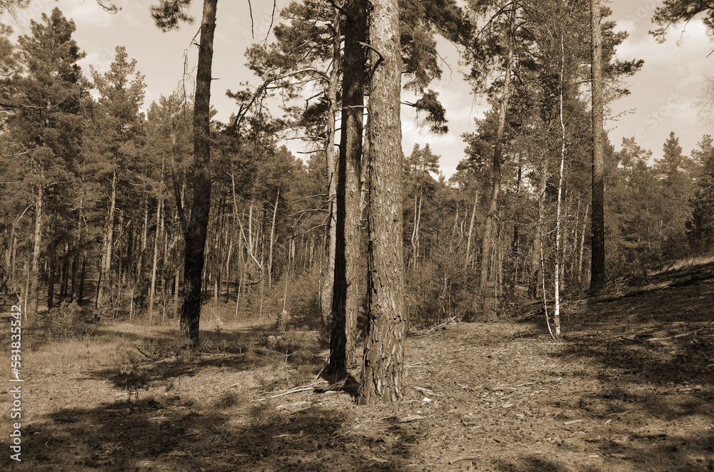 Naklejka premium Forest near Kiev at spring