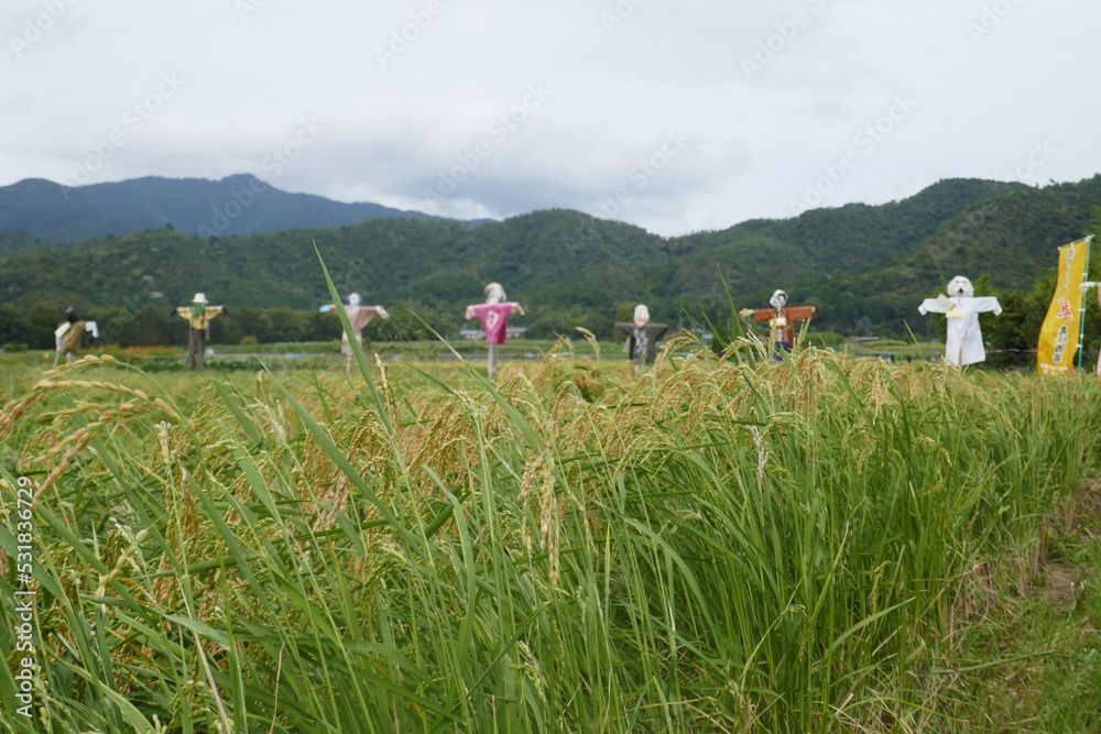 北嵯峨の稲穂とカカシ 北嵯峨の稲穂とカカシ