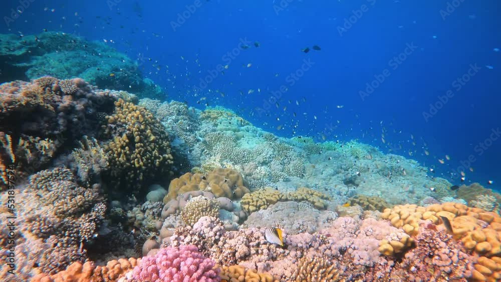 School of fish with beautiful coral reef in Egypts Red Sea School of fish with beautiful coral reef in Egypts Red Sea