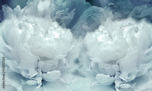 Floral light blue background. Flowers and peony petals. Flower composition. Nature.