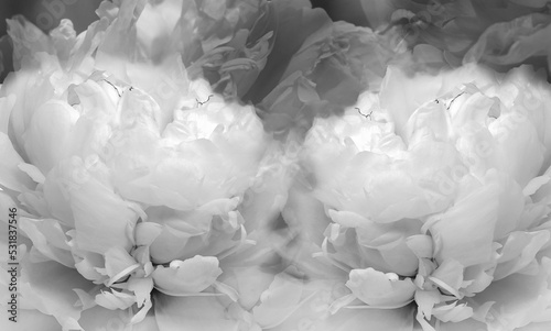 Peonies flowers white-black Floral background. Close-up. Nature.