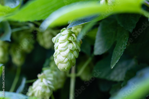 Green fresh hop cones for making beer and bread close up