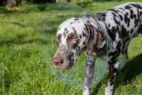dalmatian dog wearing Elizabethan plastic cone medical collar around neck for anti-bite wound protection on green grass meadow.Sick dog after surgery. closeup pet outdoor.buster collar