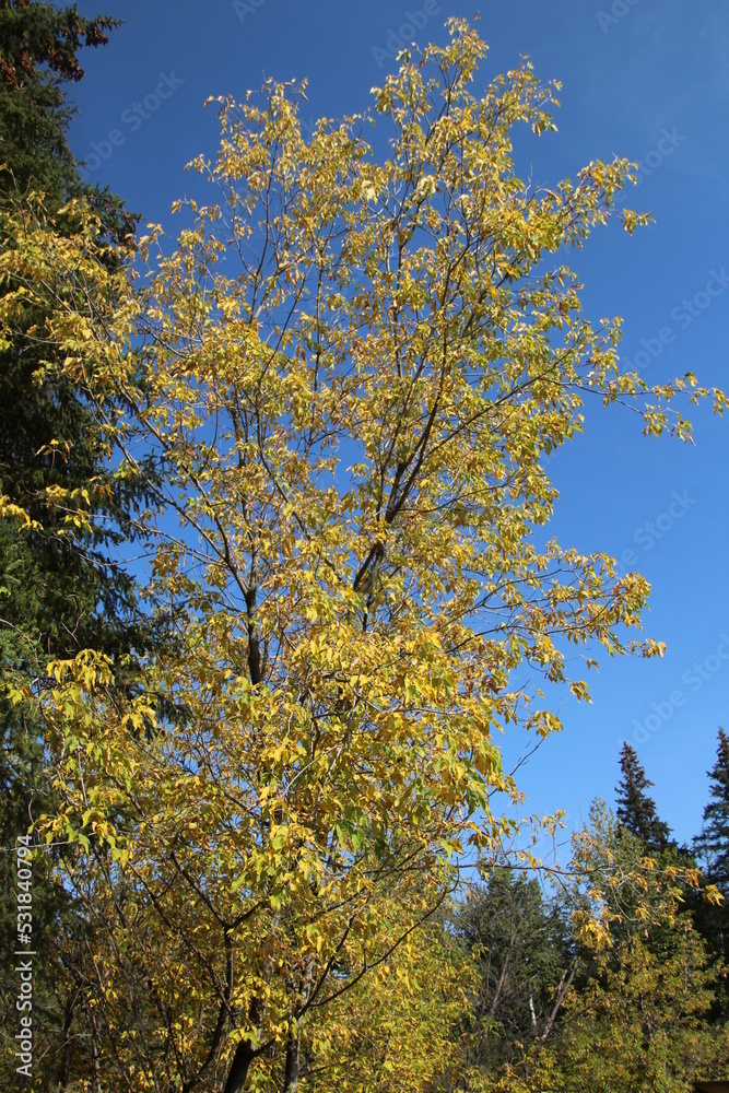 Fototapeta premium autumn trees in the park