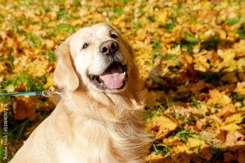 Young labrador retriever dog in the fallen yellow maple leaves in autumn park