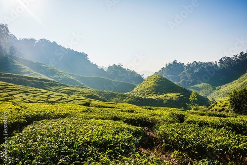 Hilly landscape with tea plantations, cultivation of tea, Cameron Highlands, Tanah Tinggi Cameron, Pahang, Malaysia, Asia