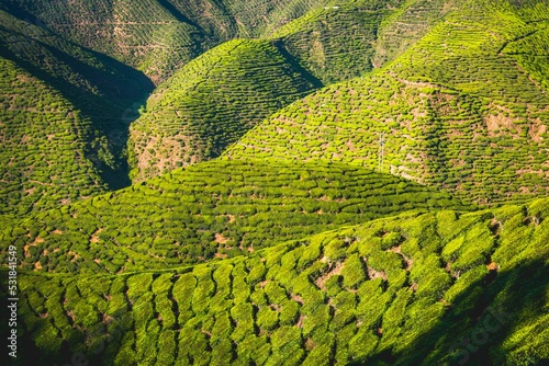 Hilly landscape with tea plantations, cultivation of tea, Cameron Highlands, Tanah Tinggi Cameron, Pahang, Malaysia, Asia
