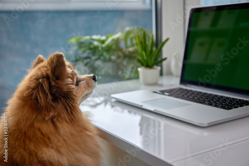Funny Puppy German Spitz sits in front open laptop, carefully looking at screen. Hairy dog golden color stared computer monitor screen, makes smart pitchfork against background window with house plant