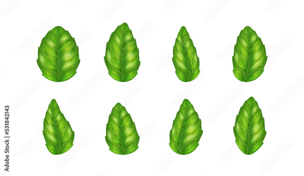 Realistic fresh basil leaves. Separate set of herb leaf. Italian spice seasoning for cooking Realistic fresh basil leaves. Separate set of herb leaf. Italian spice seasoning for cooking