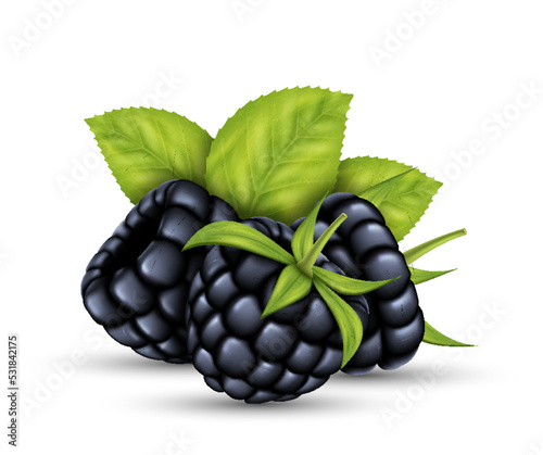 Realistic raw blackberry with green leaves. Ripe fruits juicy fresh cooking ingredient