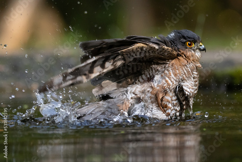 sparrowhawk takes a bath