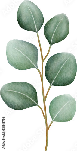 Watercolor eucalyptus leaves and branch