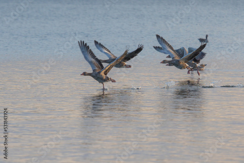 A group of greylag geese starting to fly close to the water surface of a lake in the late evening sun