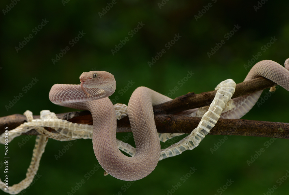 Trimeresurus purpureomaculatus is a venomous pit viper species native
