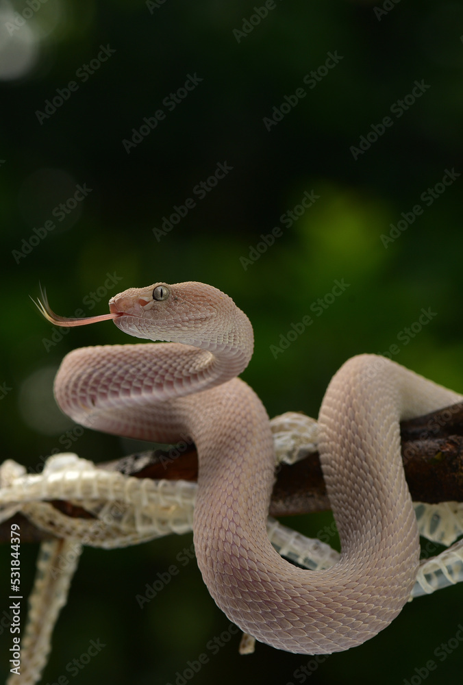 Obraz premium Trimeresurus purpureomaculatus is a venomous pit viper species native to India, Bangladesh, Indonesia and Southeast Asia. Common names include mangrove pit viper, mangrove viper, and shore pit viper.
