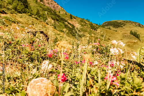 Beautiful alpine flowers at the famous Wildseelodersee lake, Fieberbrunn, Tyrol, Austria photo