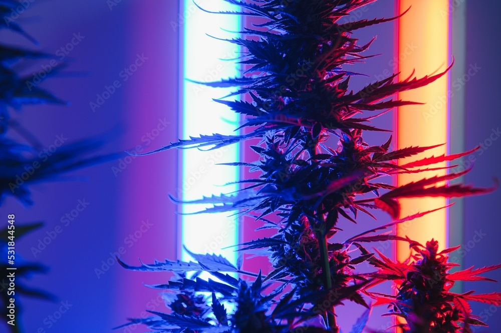 Cannabis Marijuana plant in Vaporwave deep purple neon style. Medical