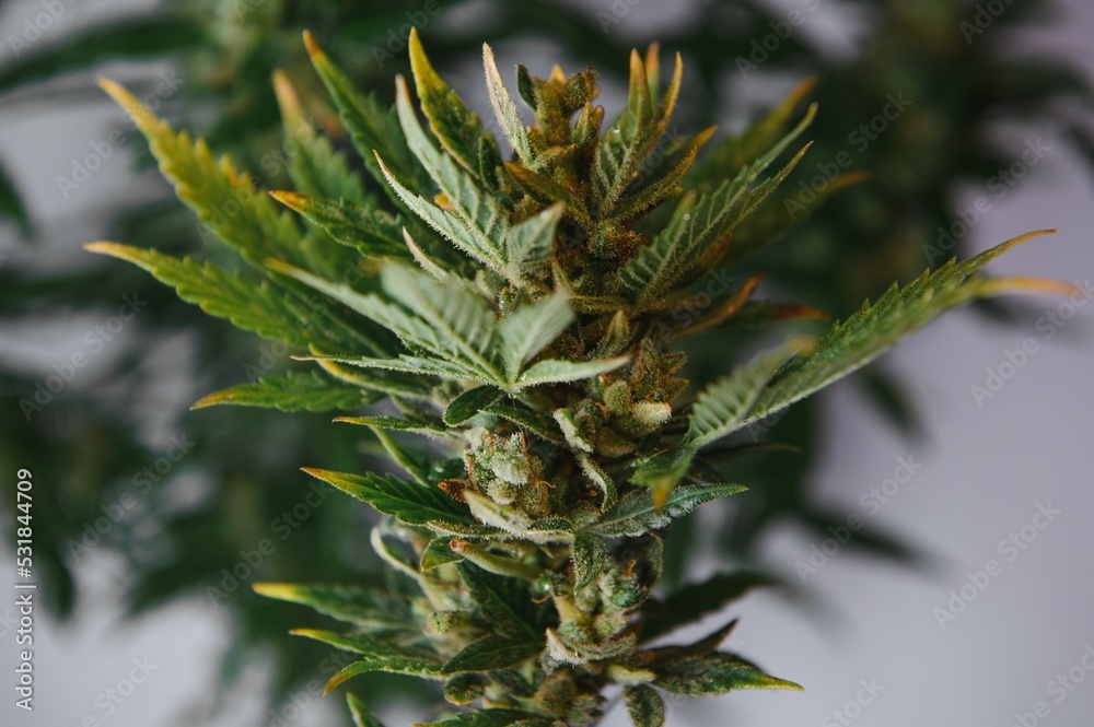 Flower bud of cannabis Satival in the greenhouse, marijuana flower bud background, herbal medicine Flower bud of cannabis Satival in the greenhouse, marijuana flower bud background, herbal medicine