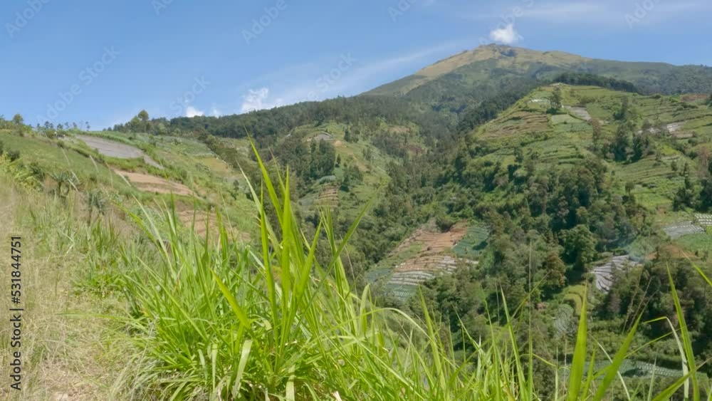 The grass for livestock called buffalo grass thrives on the slopes of the mountains The grass for livestock called buffalo grass thrives on the slopes of the mountains