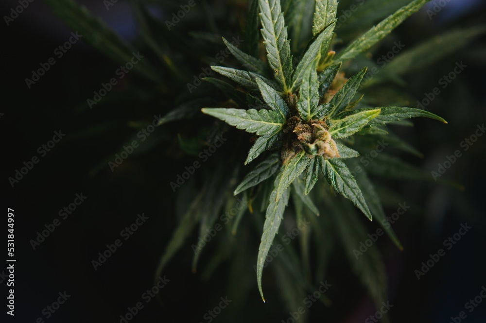 Flower bud of cannabis Satival in the greenhouse, marijuana flower bud background, herbal medicine