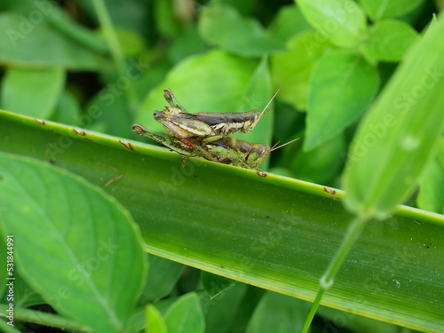 Two Grasshopper mating on tree leaf with natural green background, Black and green pattern of Insect pests in tropical areas