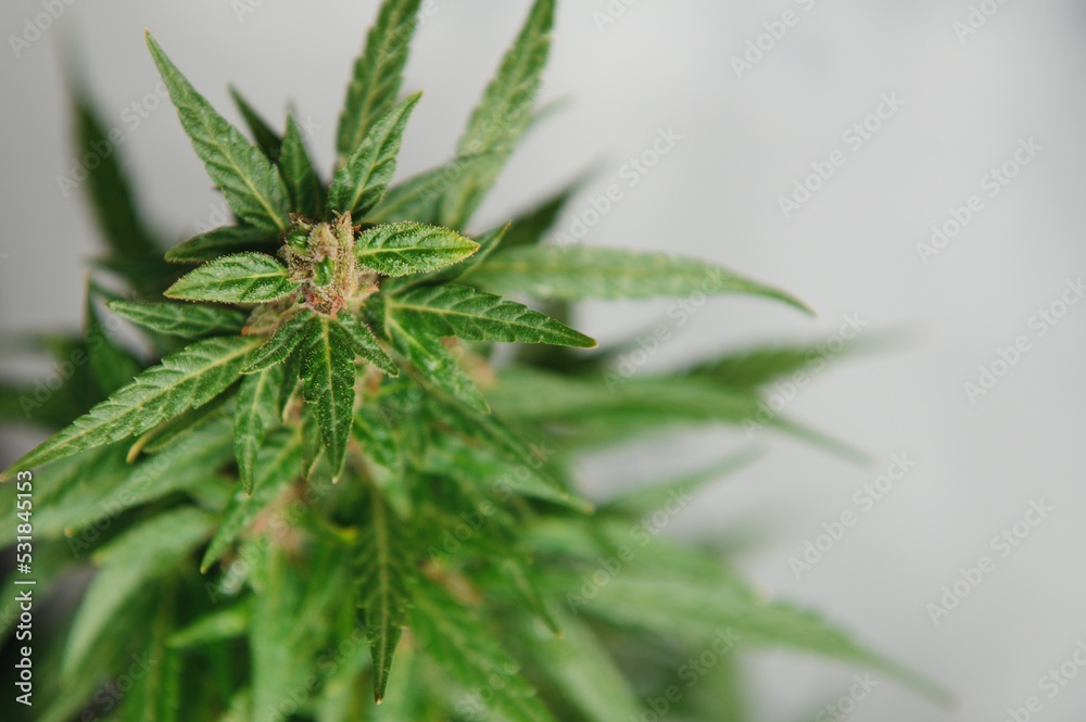 marijuana bud closeup , marihuana macro marijuana bud closeup , marihuana macro