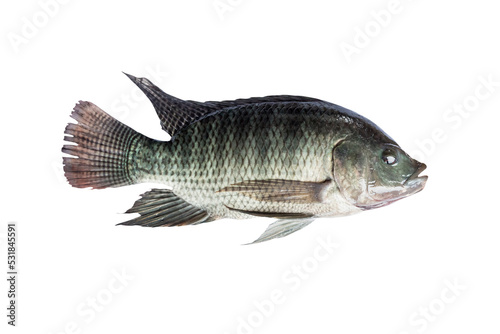 Animal tilapia fish food isolate