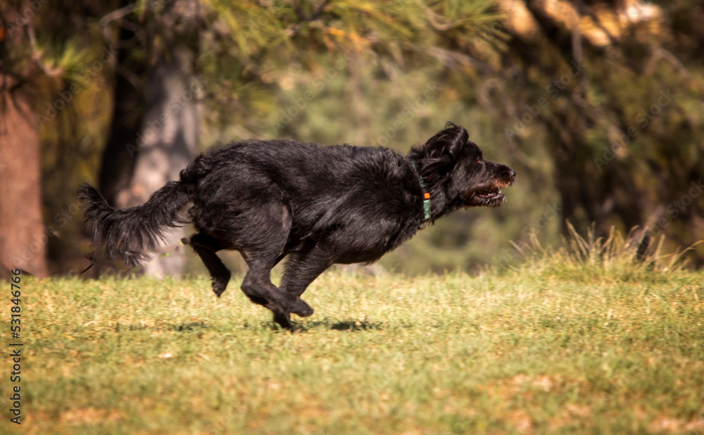 Black dog chasing after a ball while playing fetch at a park Black dog chasing after a ball while playing fetch at a park