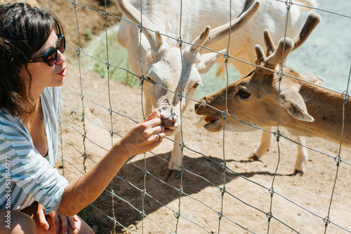 Close-up of a young woman in sunglasses feeding a fallow deer at a zoo farm. Brunette woman giving food to animals outdoors photo