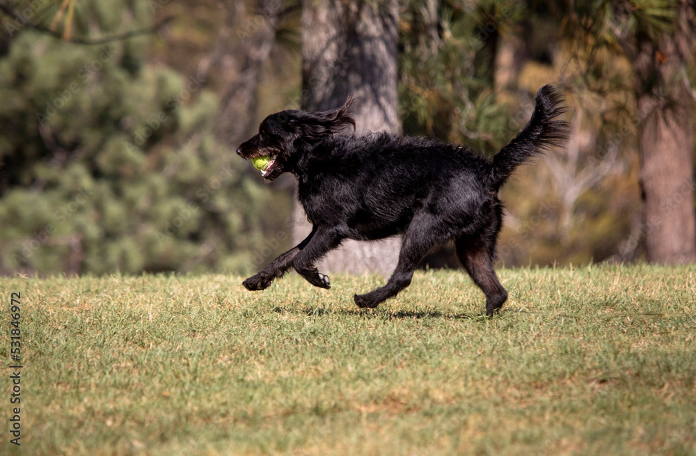 Fototapeta premium Black dog chasing after a ball while playing fetch at a park