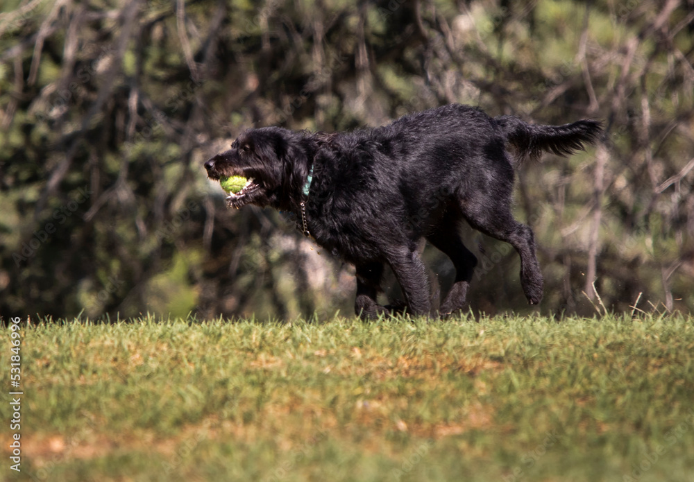 Black dog chasing after a ball while playing fetch at a park Black dog chasing after a ball while playing fetch at a park