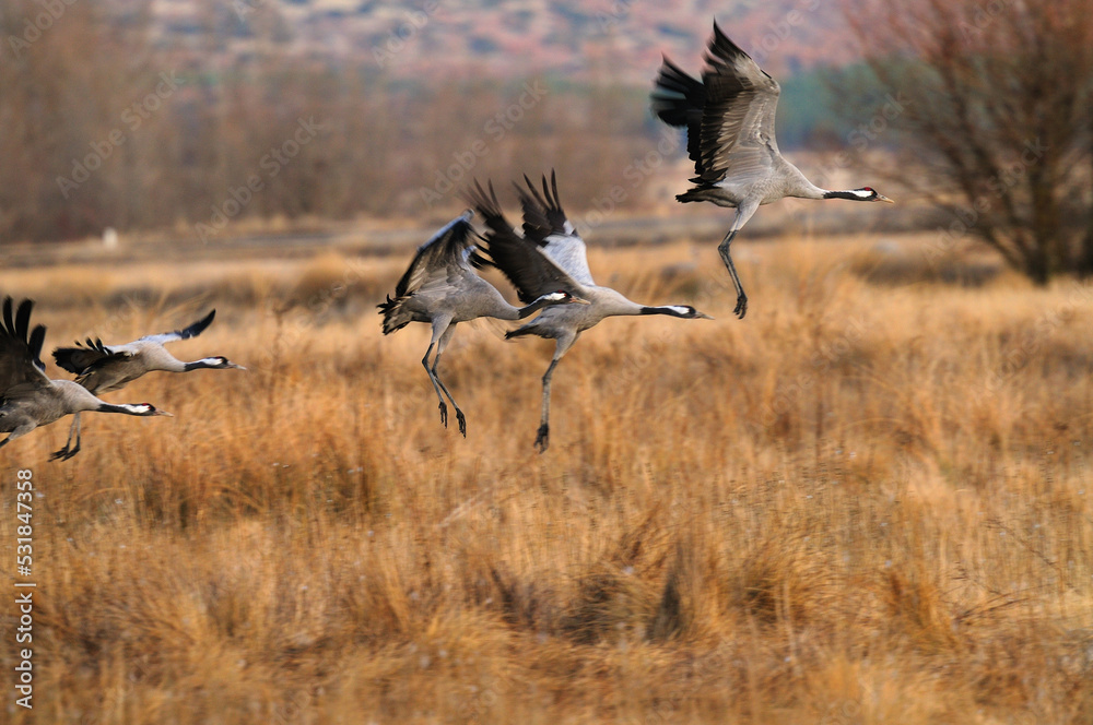 Fototapeta premium Common cranes flying over the cereal fields in autumn