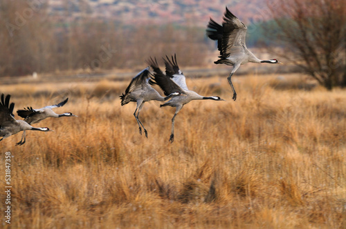 Common cranes flying over the cereal fields in autumn