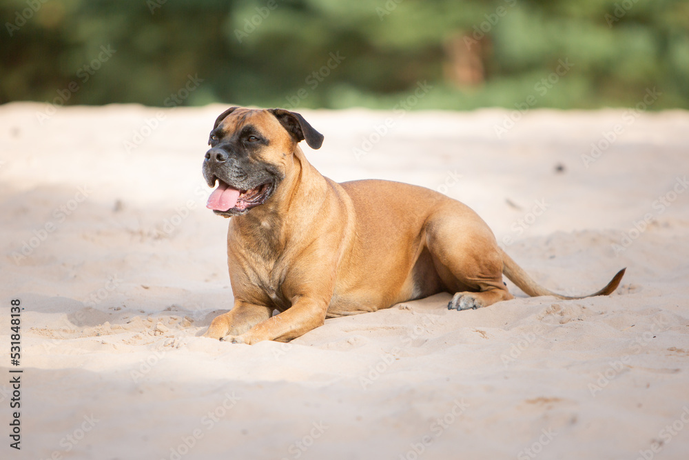 boxer dog portrait in sand nature