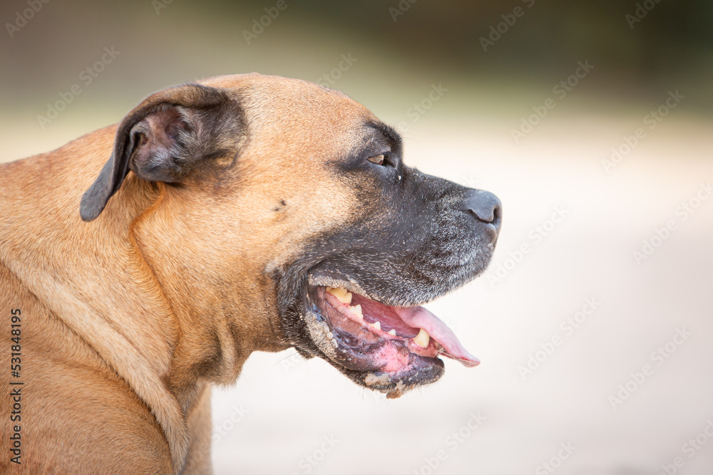 Fototapeta premium boxer dog portrait in sand nature