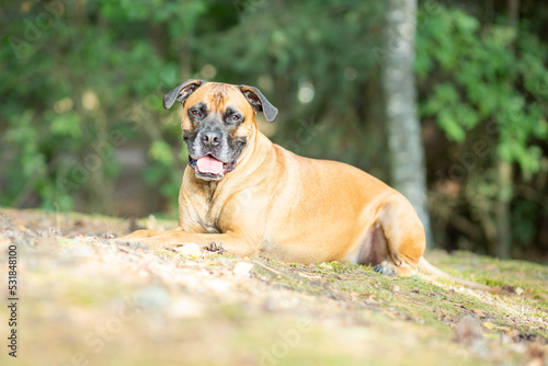 boxer dog portrait in sand nature