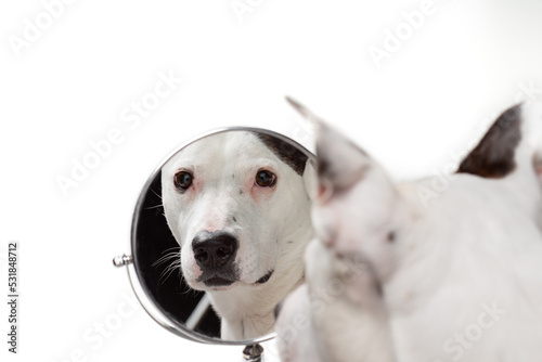 Принти на полотні Young pitbull or pit bull terrier dog looking at his reflection in the mirror wi