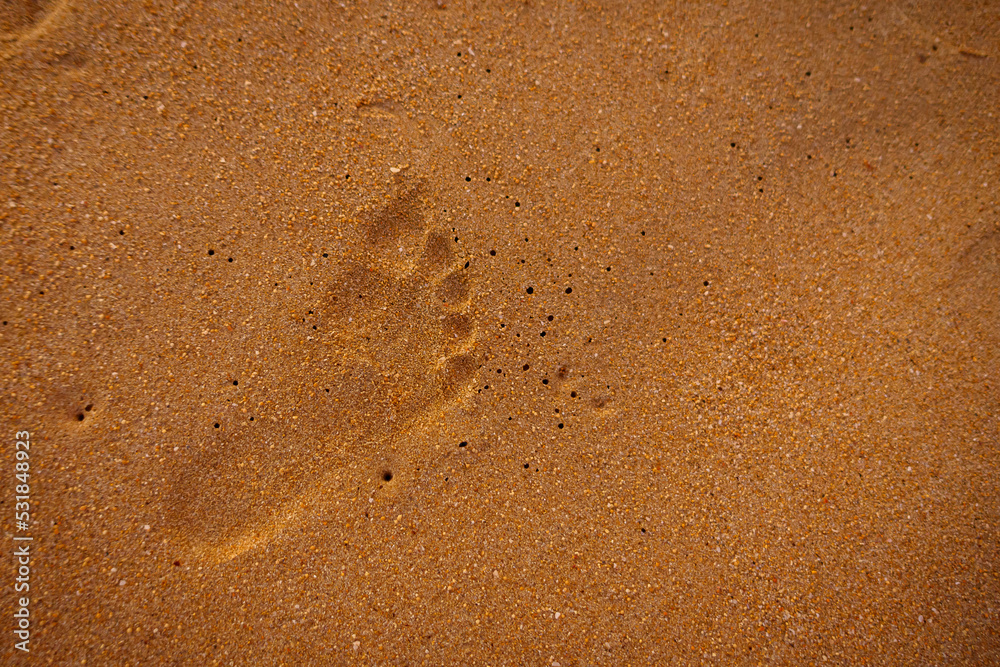A footprint of a child on the beach at dusk A footprint of a child on the beach at dusk