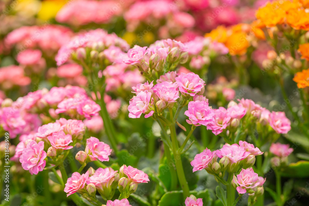 Colorful kalanchoe blossfeldiana,spring outdoor flowers
