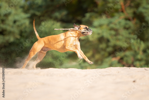 boxer dog running playing in sand nature