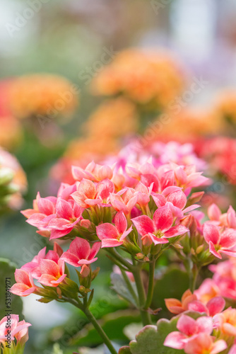 Colorful kalanchoe blossfeldiana,spring outdoor flowers
